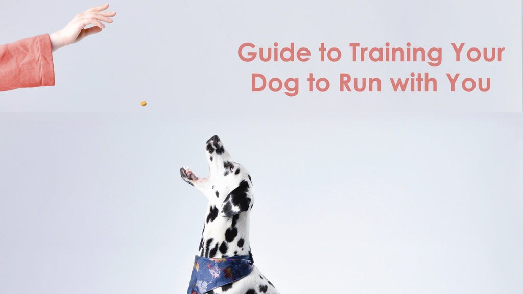 Guide for Training Your Dog to Run with You