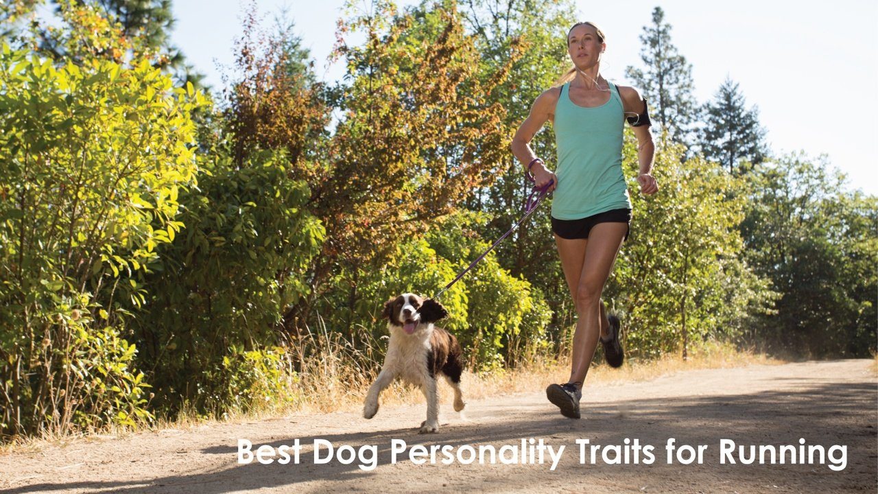 Looking for a new Pupper? Best Types of Dogs to Run With You