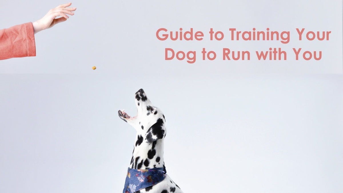 Guide for Training Your Dog to Run with You - Armpocket