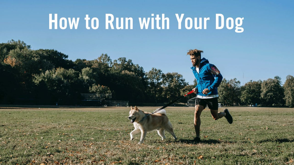 Running with Your Dog: Benefits, Tips and More